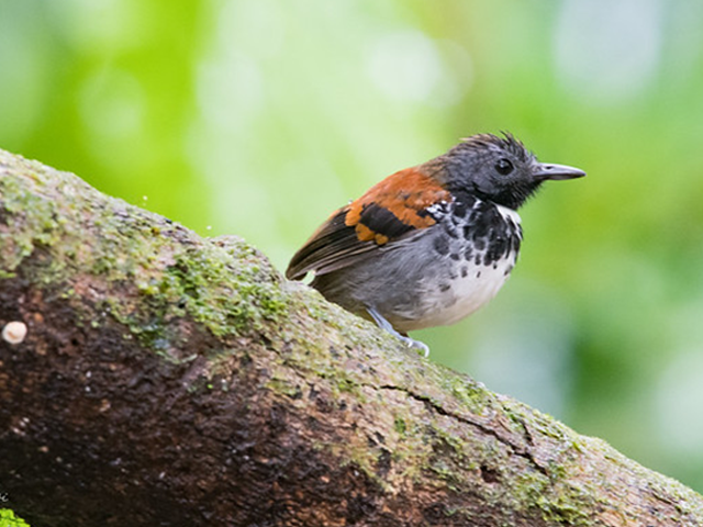Spotted Antbird by Larry Pellegrini